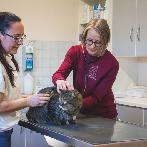 Allgemeine Untersuchung Katze 3_filter