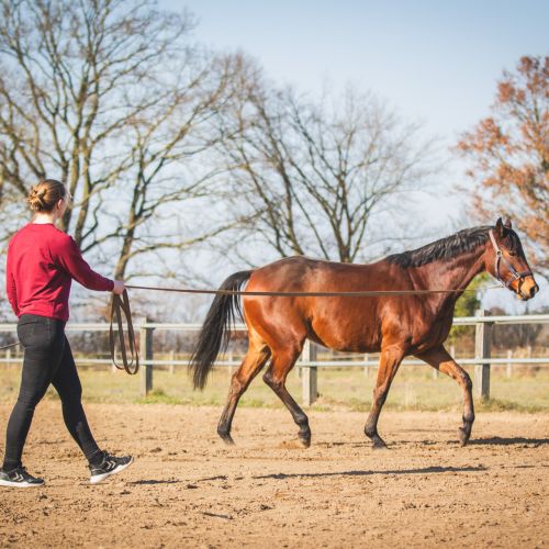 Lahmheitsdiagnostik_filter